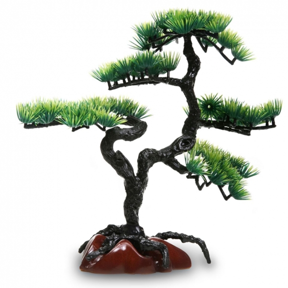 Бонсай сосна 1578400